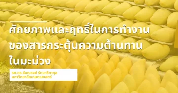 ความต้านทานในมะม่วง